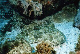 wobbegong